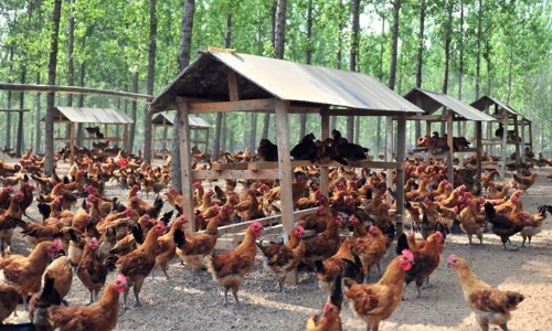 The difference between free-range chickens and caged chickens