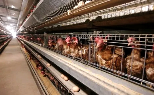 The difference between free-range chickens and caged chickens